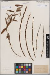 Foto von Salix triandra L.